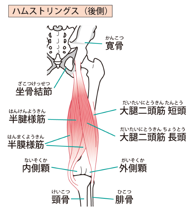 登山と筋肉の関係性を解説 Sapporo Nature Times 札幌ネイチャータイムズ