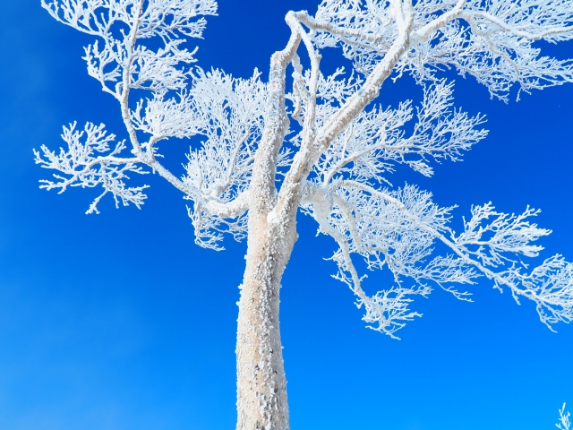 樹氷 じゅひょう 霧氷 むひょう とは 形成の条件など解説 Sapporo Nature Times 札幌ネイチャータイムズ