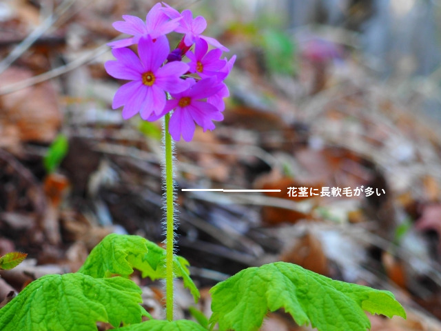 オオサクラソウ 北海道の花 Sapporo Nature Times 札幌ネイチャータイムズ