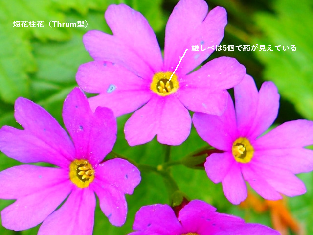 オオサクラソウ 北海道の花 Sapporo Nature Times 札幌ネイチャータイムズ